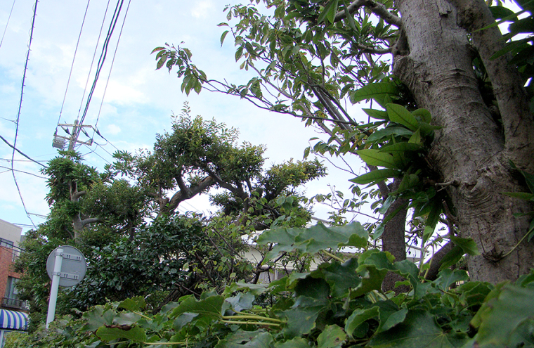 камакура зелень