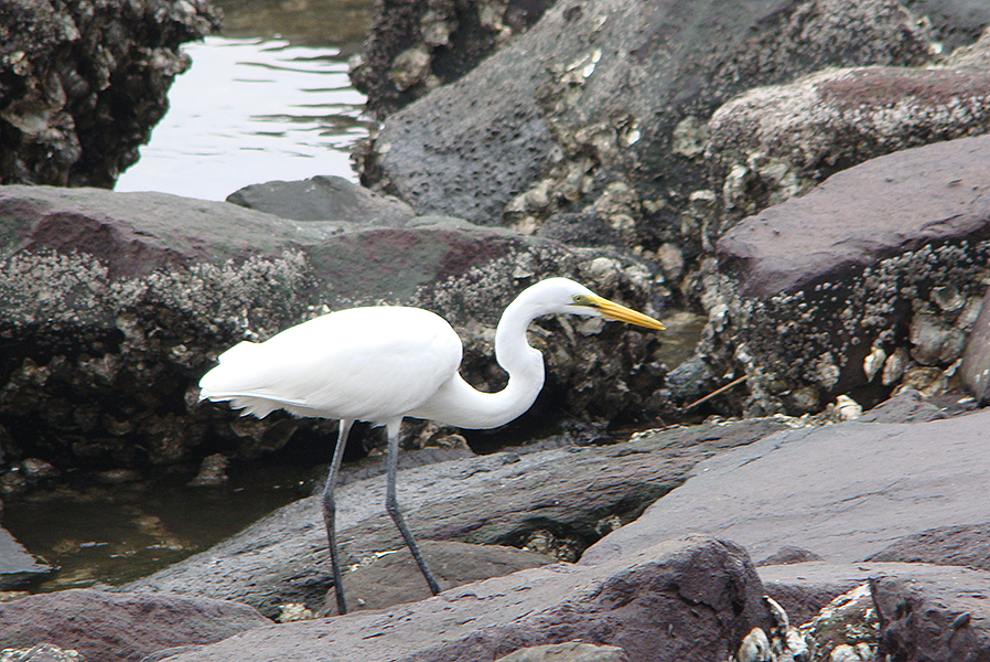 белая цапля