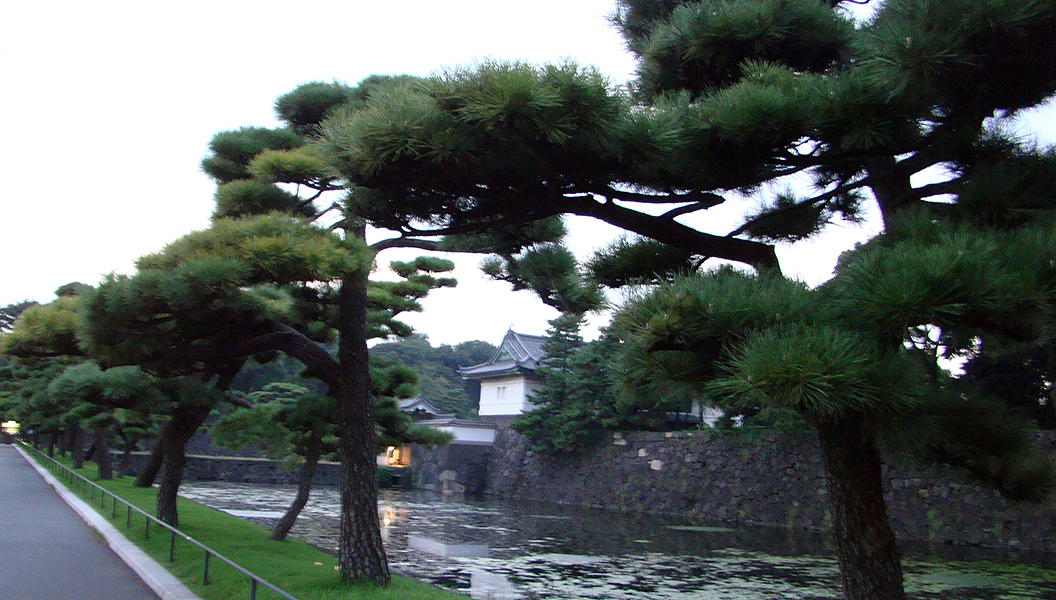 замок и сосны